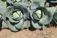 /album/fronteira-seeds/cabbage-hot-shot-2-jpg/